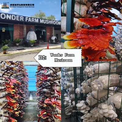 Wonder Farm Mushroom 